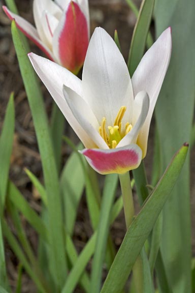 tulipa clusiana graphic